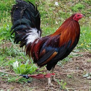 Meet your Posher, Kyle